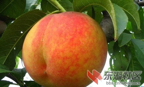 黄桃8.jpg
