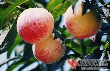 水蜜桃5.jpg