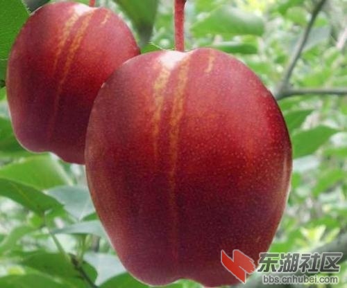 早酥红梨1.jpg