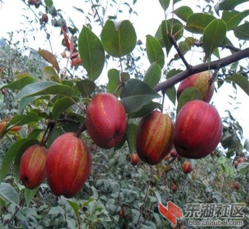早酥红梨4.jpg