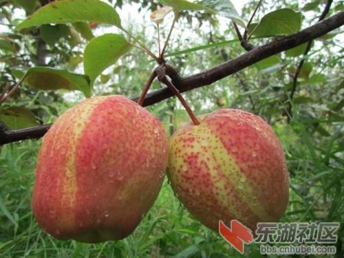 早酥红梨2.jpg