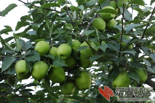 早酥梨5.jpg
