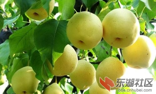 黄梨4.jpg