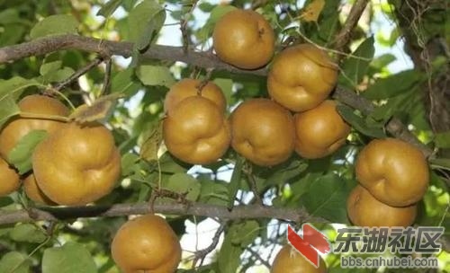 黄梨5.jpg