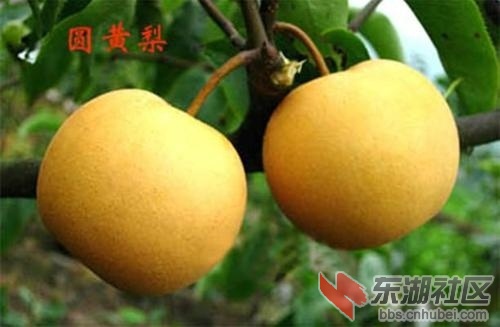 黄梨8.jpg
