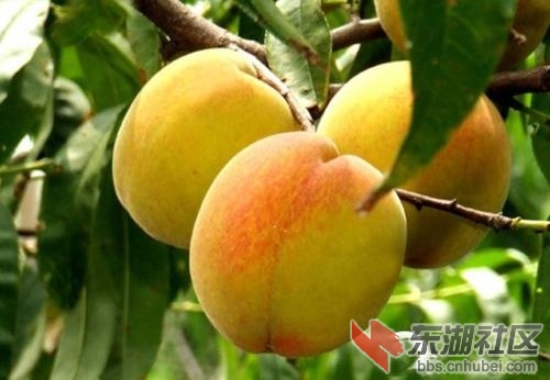 黄桃7.jpg