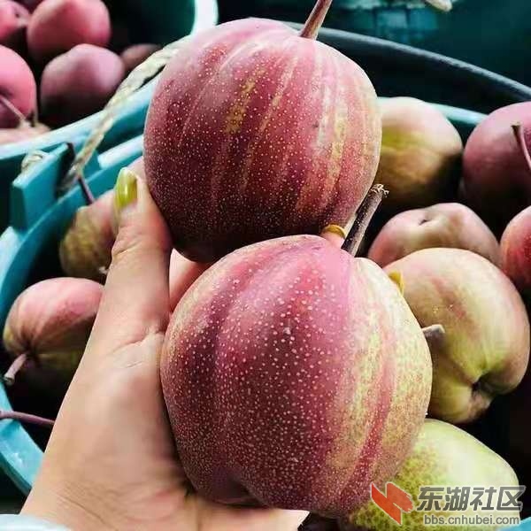 早酥红梨5.jpg