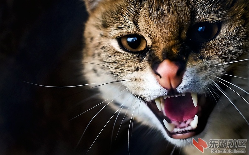 1   Wildcat-whiskers-teeth-close-up_1440x900_副本.jpg