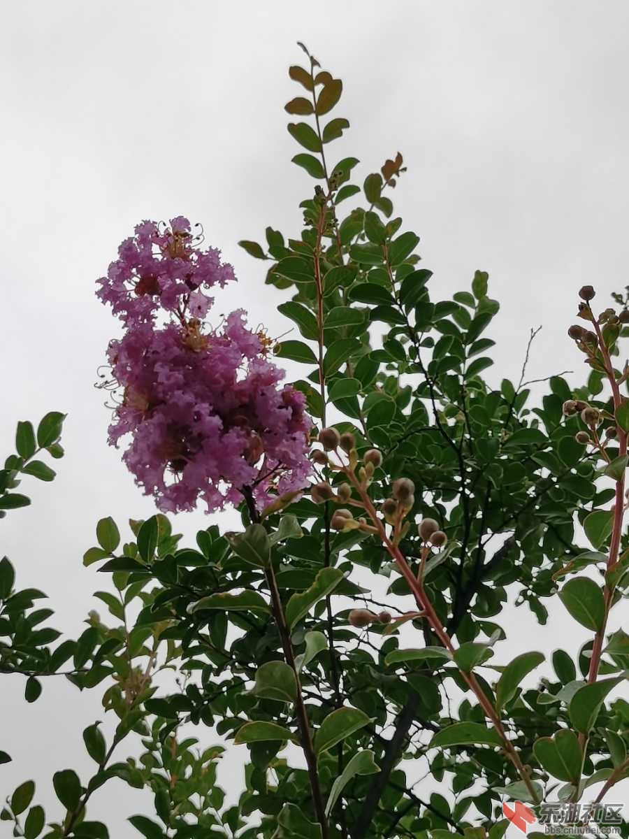 IMG_20200718_073752.jpg