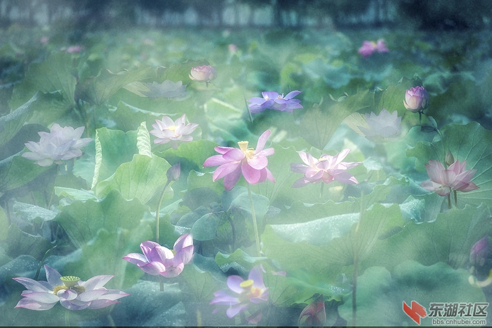 满园春色荷花飘香曾院平摄影.jpg