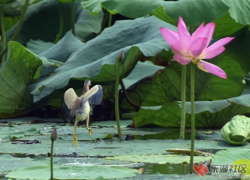 莲花深处：夏日当空滚热浪，荷花底下尽荫凉。鸟儿急入莲深处，双爪弹荷带水藏。柯树勋.jpg