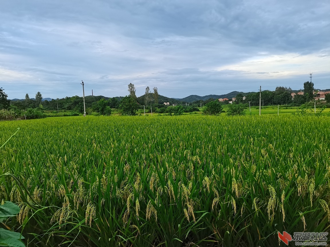 丰收在望2.jpg