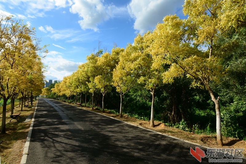 东湖绿道秋色：柏油大道筑湖沿，树色渐黄属自然。都说东湖风景好，白云朵朵映蓝天。柯.jpg
