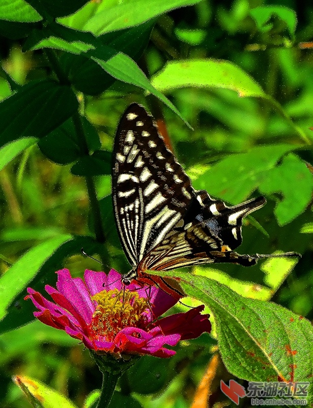 15     DSC02072_副本.jpg