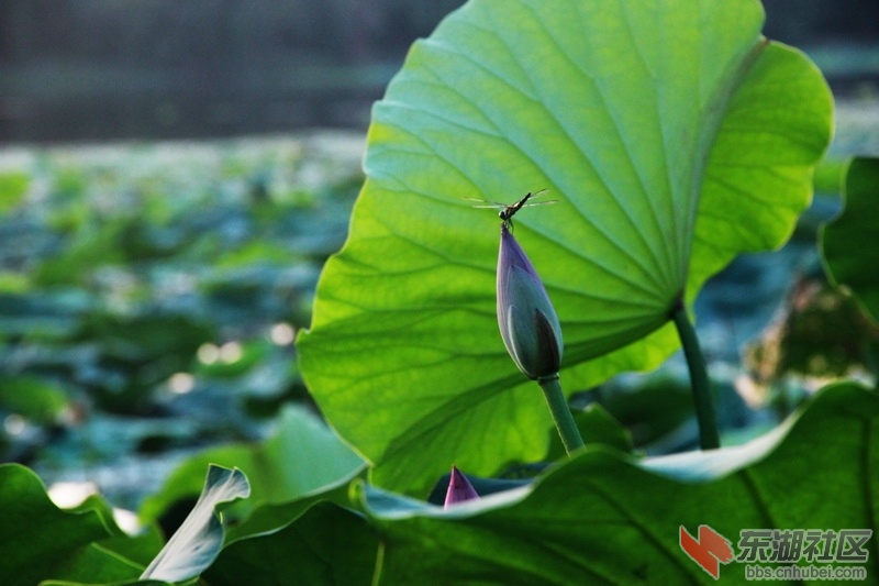IMG_6926_exposure_调整大小.JPG