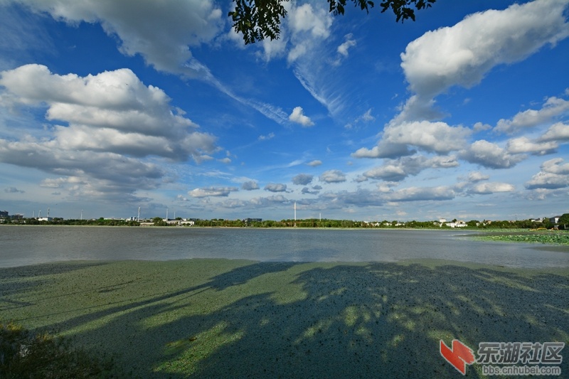 游东湖“鹄梦回塘”：湾弯树影夕阳长，鹄梦东湖水一方。幸有蓝天云下会，岸边菱角嚼更.jpg