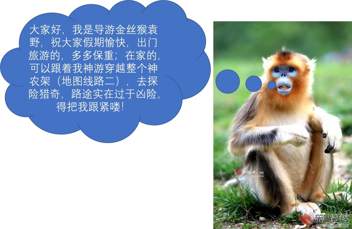 金丝猴之旅.jpg