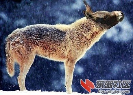 驴头狼.jpg