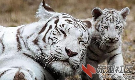 白虎.jpg