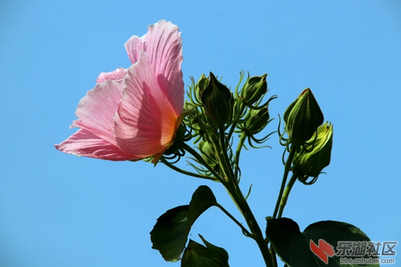 123541gzi5p4fg4jpna6xc.jpg