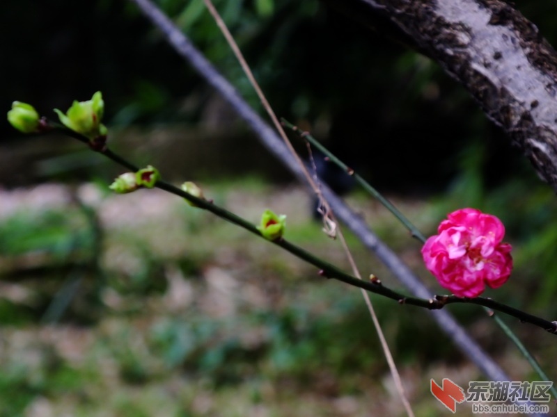 DSCF2545_调整大小.JPG