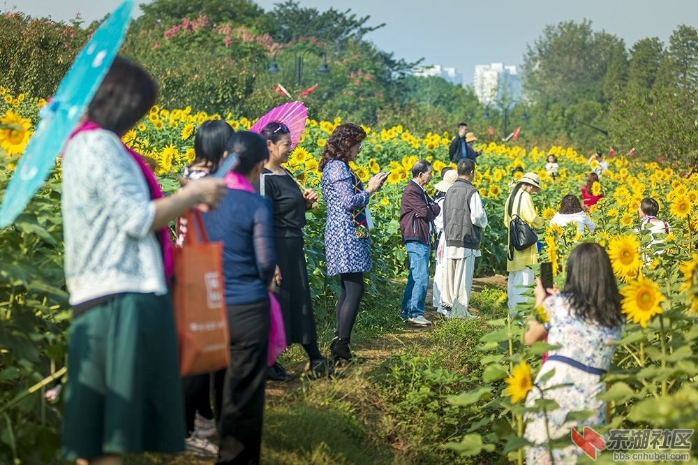 13.葵花朵朵向阳开曾院平摄影 .jpg