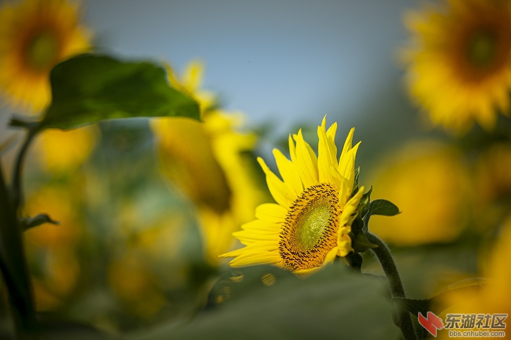 10.葵花曾院平摄影.jpg