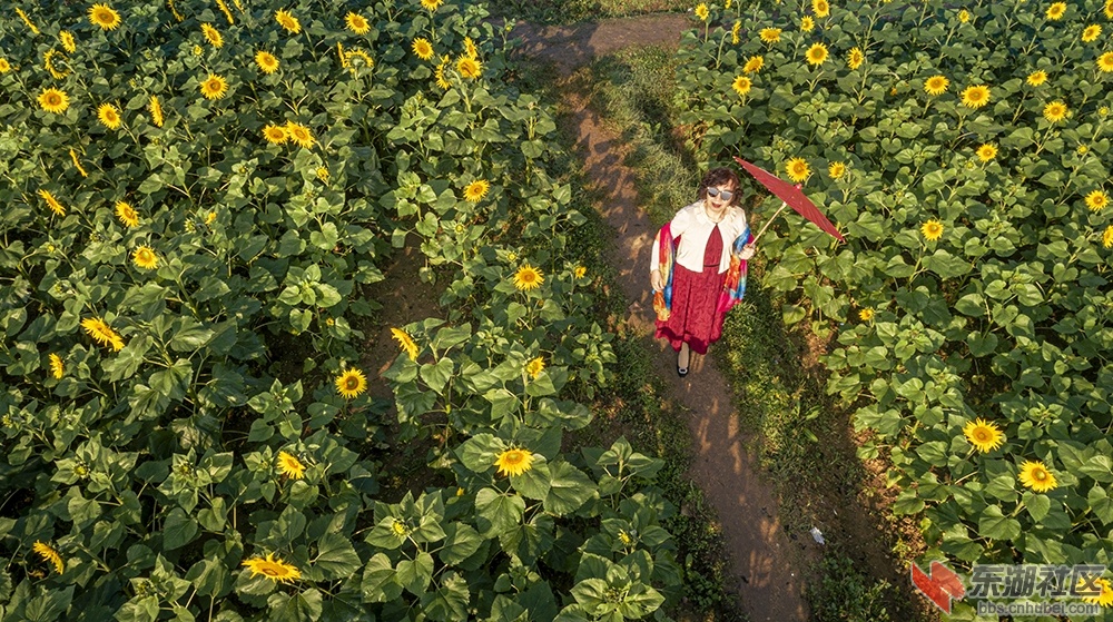 11.葵花朵朵向阳开曾院平摄影.jpg