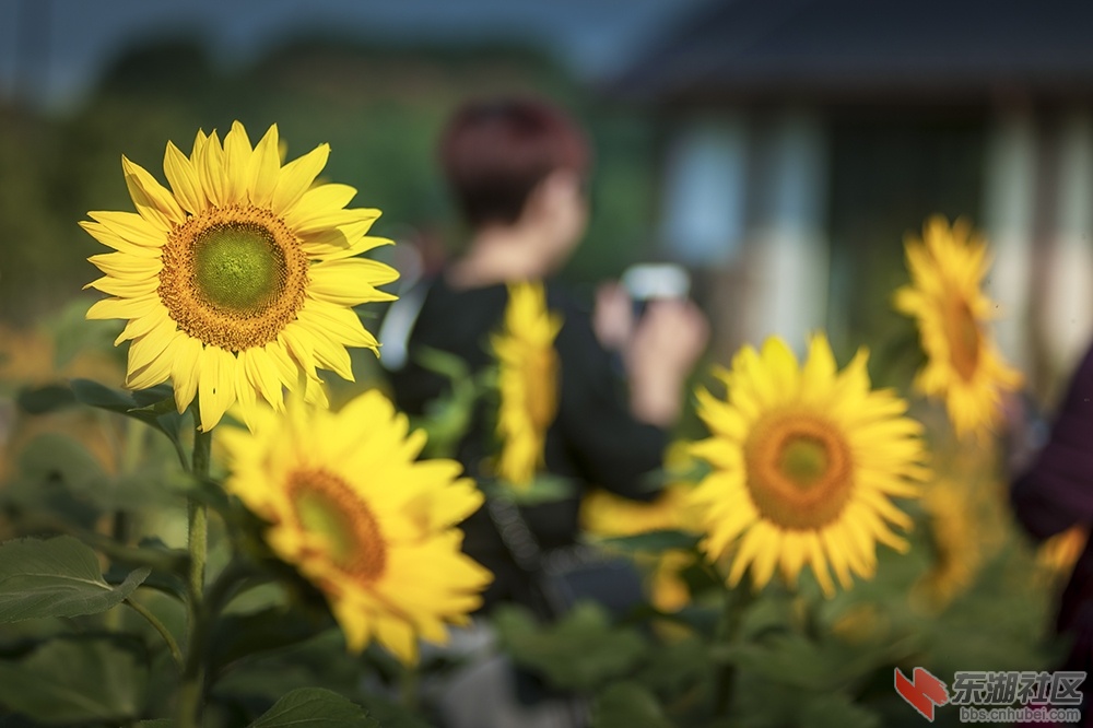 9.葵花朵朵向阳开曾院平摄影.jpg