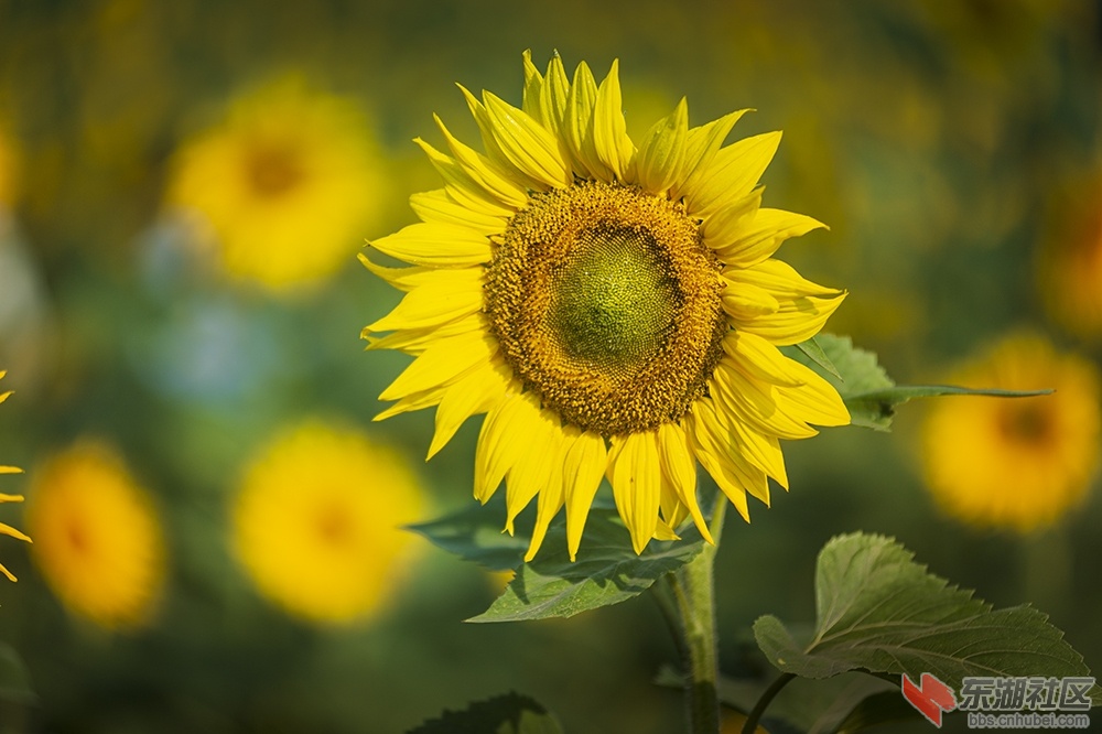 4.葵花朵朵向阳开曾院平摄影.jpg