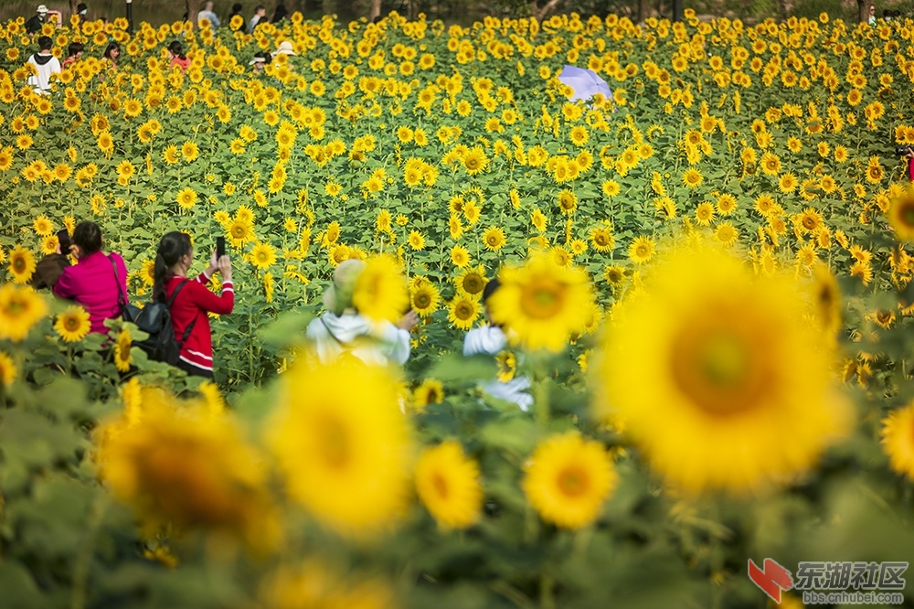 2.葵花朵朵向阳开曾院平摄影.jpg