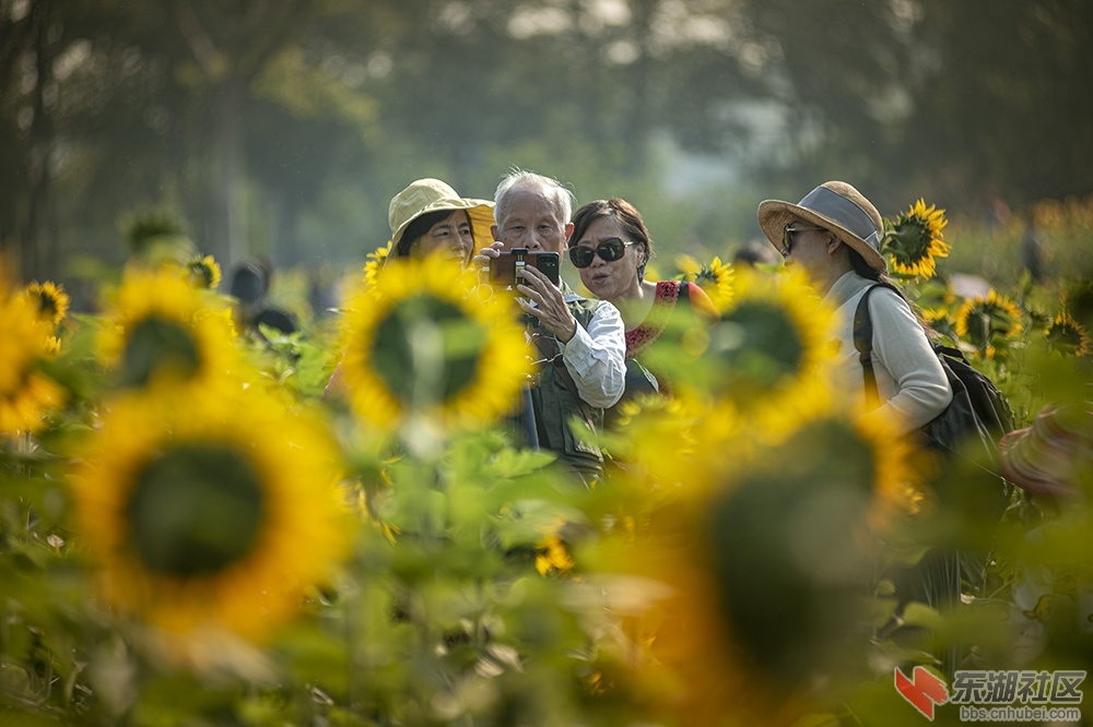 5.葵花朵朵向阳开曾院平摄影.jpg