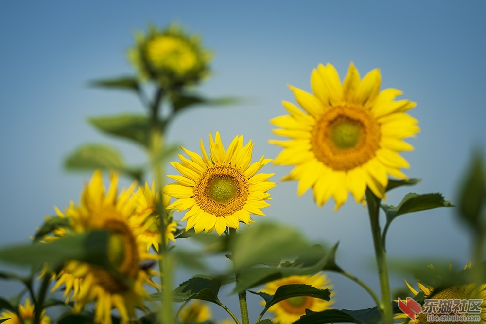 3.葵花朵朵向阳开曾院平摄影.jpg