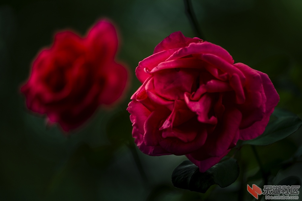 14.武汉东湖绿道上的月季花.jpg