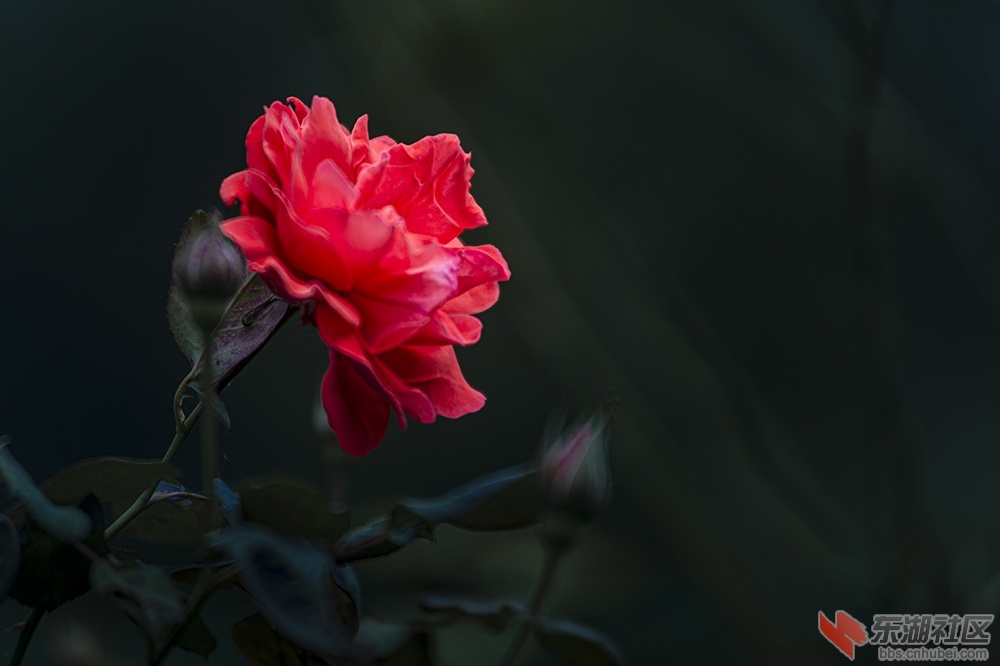 8.武汉东湖绿道上的月季花.jpg