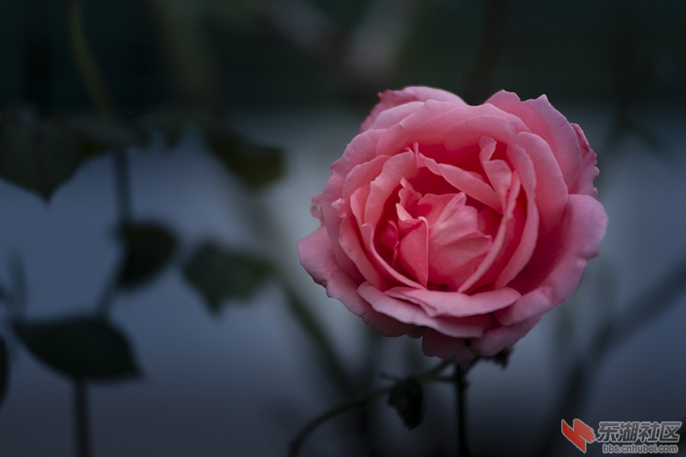 5.武汉东湖绿道上的月季花.jpg