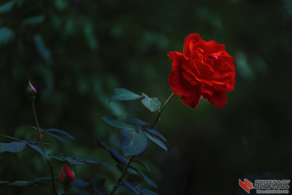 6.武汉东湖绿道上的月季花.jpg