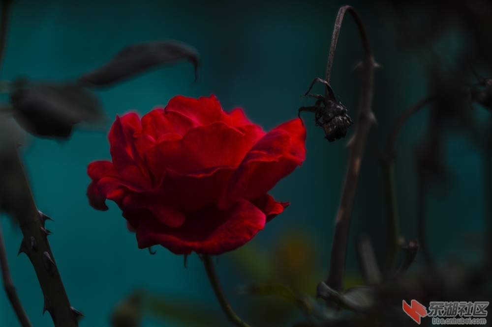 2.武汉东湖绿道上的月季花.jpg