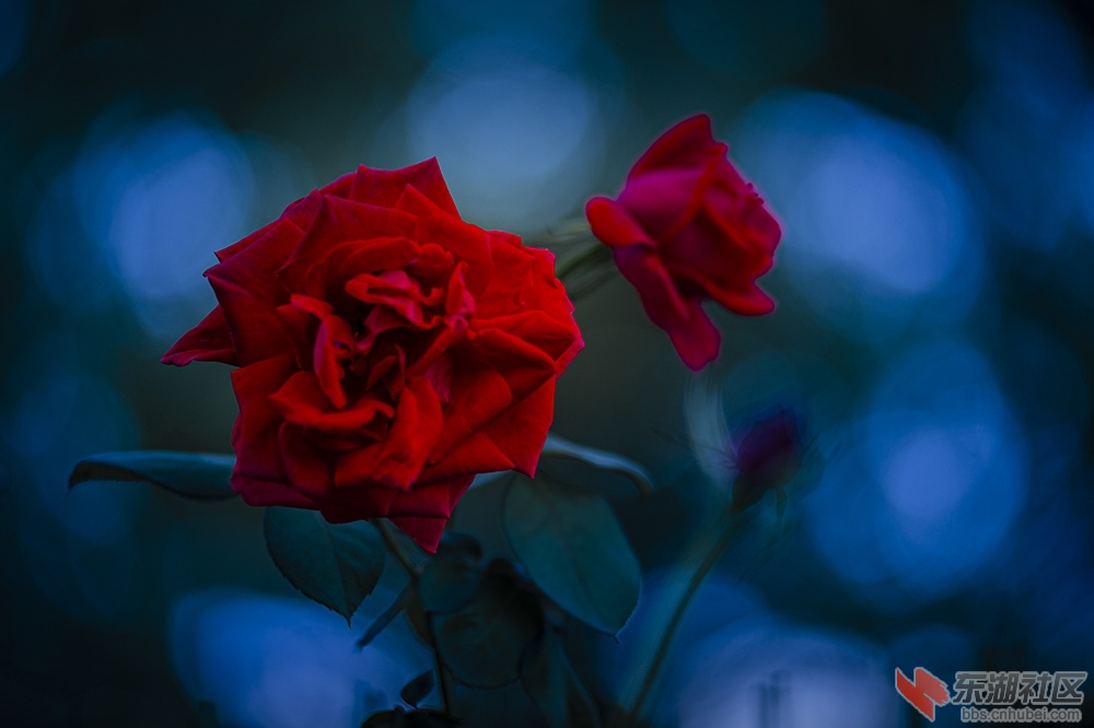 1.武汉东湖绿道上的月季花.jpg