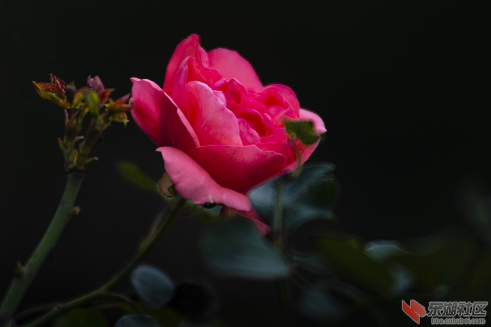 9.武汉东湖绿道上的月季花.jpg