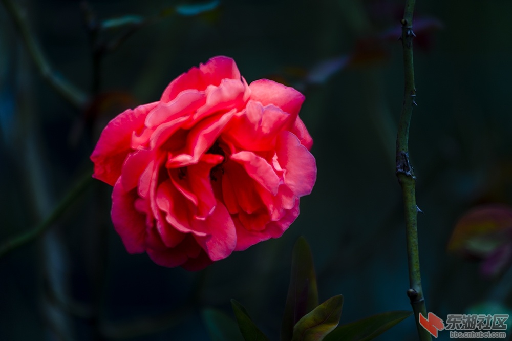 11.武汉东湖绿道上的月季花.jpg