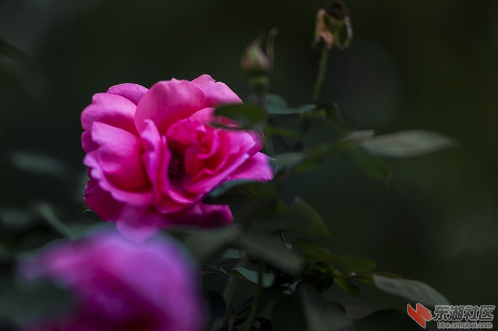 3.武汉东湖绿道上的月季花.jpg