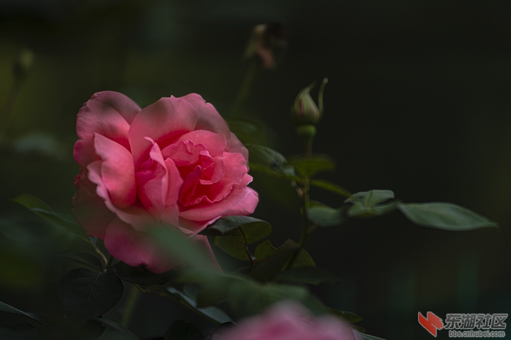 13.武汉东湖绿道上的月季花.jpg