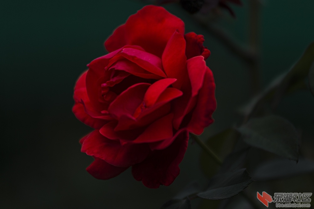 10.武汉东湖绿道上的月季花.jpg