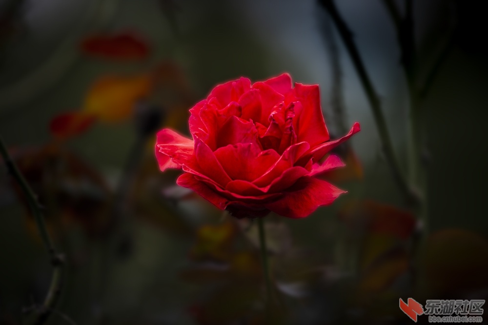 7.武汉东湖绿道上的月季花.jpg
