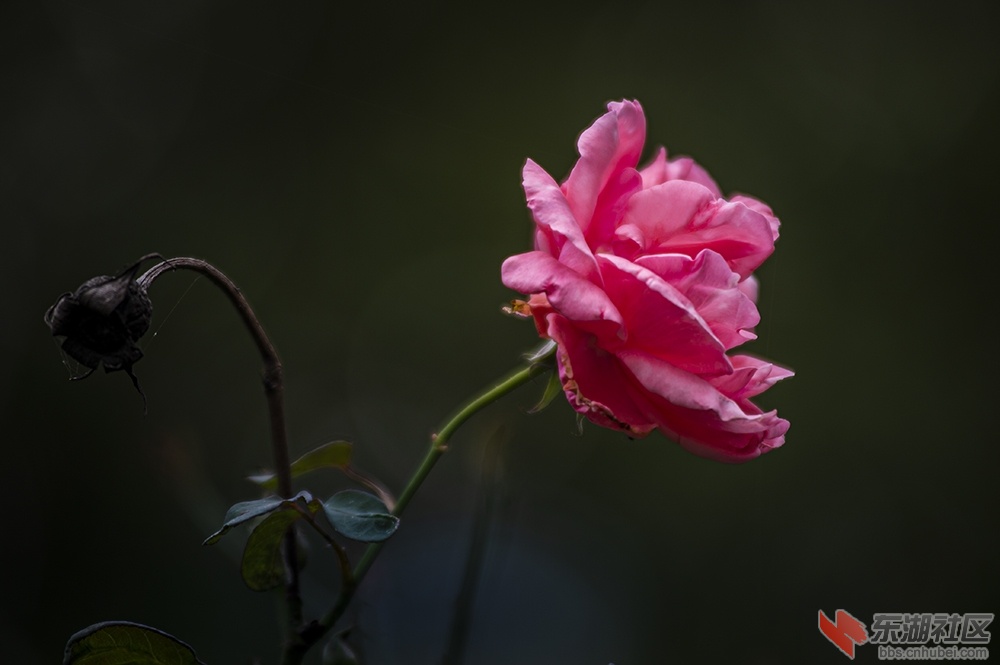 4.武汉东湖绿道上的月季花.jpg