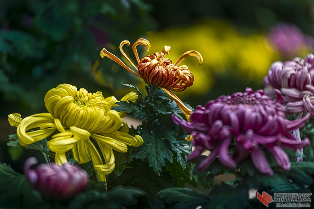 菊花幽香色满园曾院平摄影.jpg