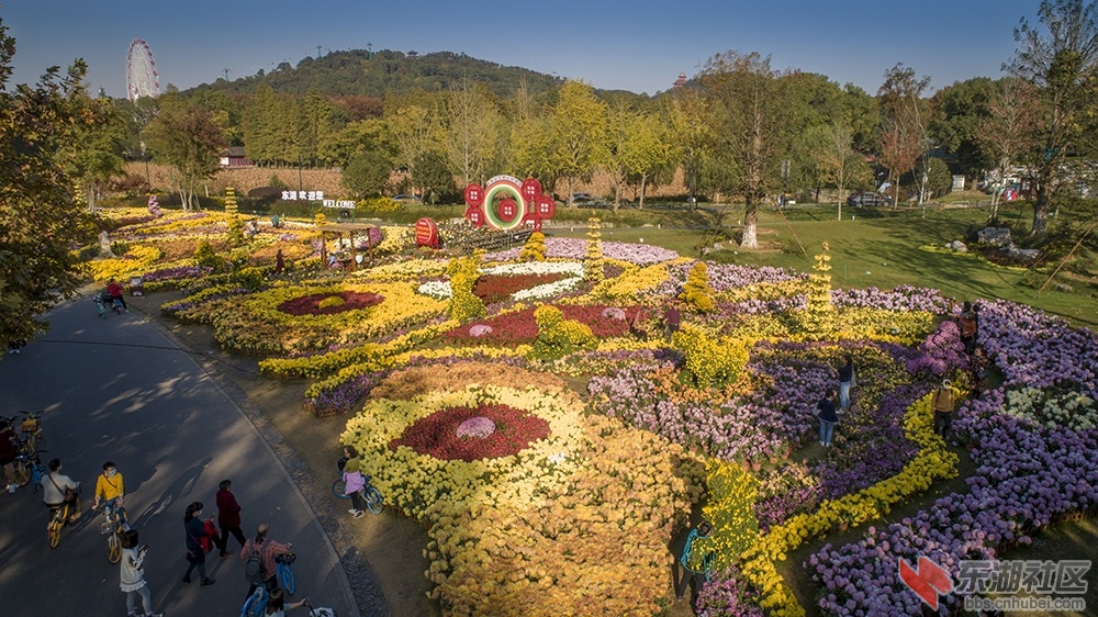 1.武汉东湖绿道菊花展 .jpg