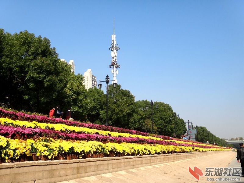 2020年11月15日汉口江滩菊展 058.JPG