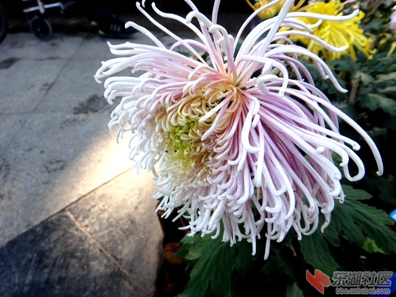 2020年11月15日汉口江滩菊展 155.JPG